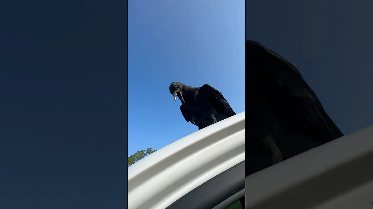 This Just Happened! #shorts #viralvideo