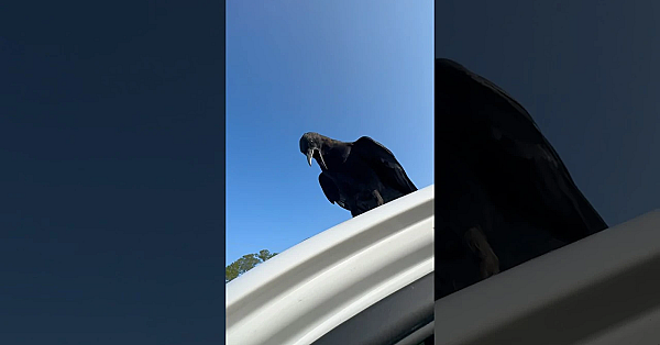 This Just Happened! #shorts #viralvideo