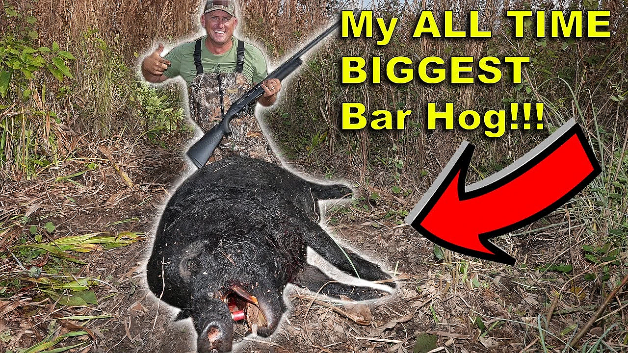 Hunting Massive Wild Hogs On A Monster Swamp Buggy!!! Live Action!!! Plus Thermal Hog Hunt At Night