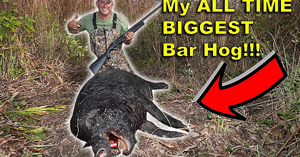 Hunting Massive Wild Hogs On A Monster Swamp Buggy!!! Live Action!!! Plus Thermal Hog Hunt At Night