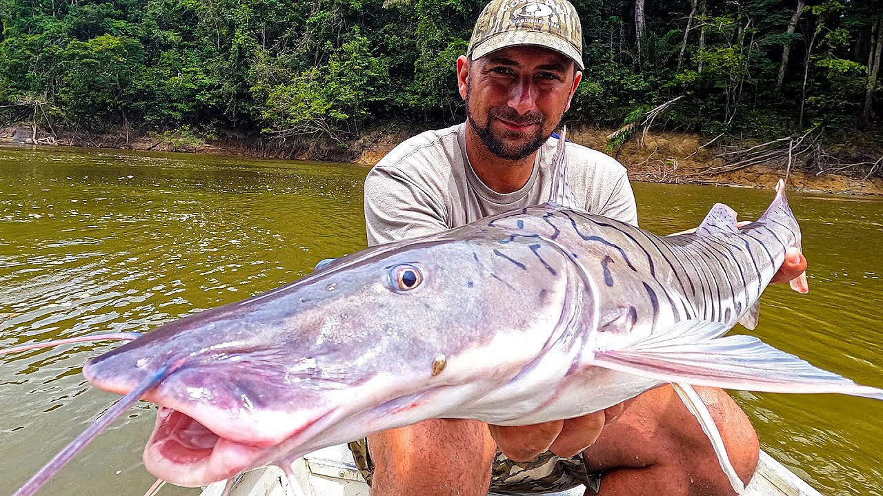 These Tiger Catfish Would Crush A Flathead! {catch Clean Cook} Amazon Tiger Cat