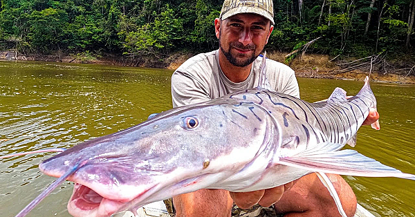 These Tiger Catfish Would Crush A Flathead! {catch Clean Cook} Amazon Tiger Cat