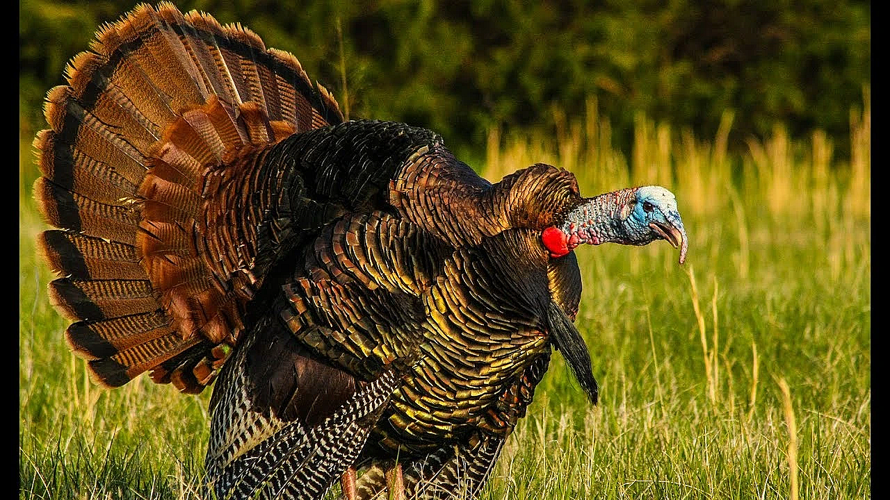 Awesome Turkey Hunt And Kent Cartridge Factory Tour!!!