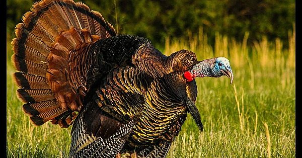 Awesome Turkey Hunt And Kent Cartridge Factory Tour!!!