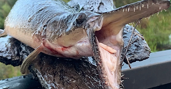 Pre-historic Fish {catch Clean Cook} Sweet Gar Cakes