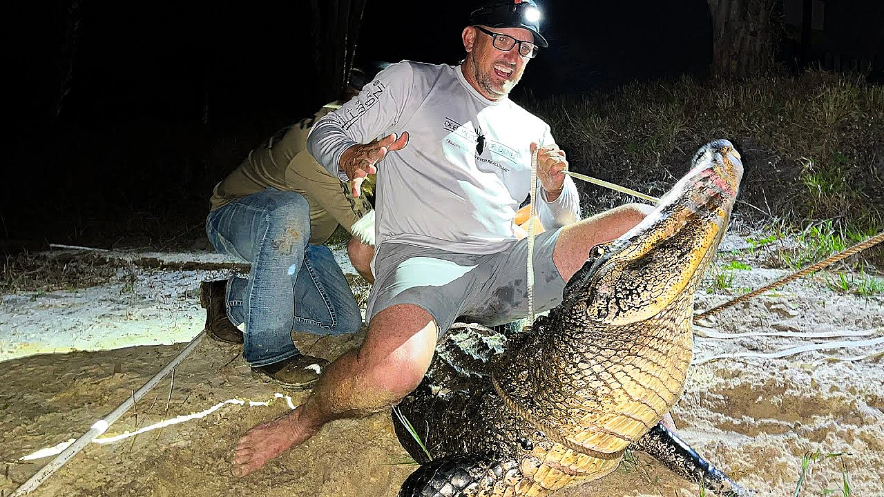 Alligators Are Growing Out Of Control In Florida!