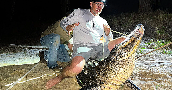 Alligators Are Growing Out Of Control In Florida!