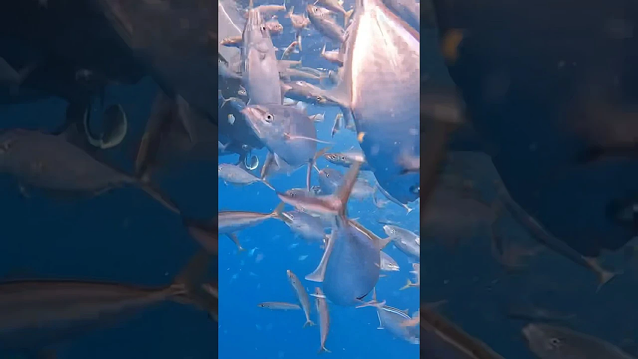 This Is Too Easy! #shorts #viral #baitwell