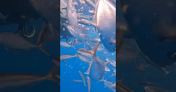 This Is Too Easy! #shorts #viral #baitwell