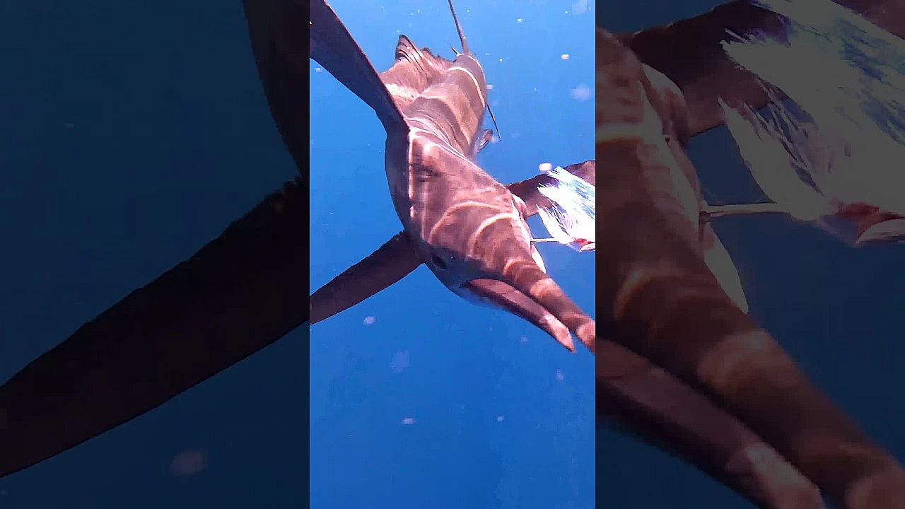 Angry Sailfish Nearly Spears Cameraman!!! #shorts #2close4comfort