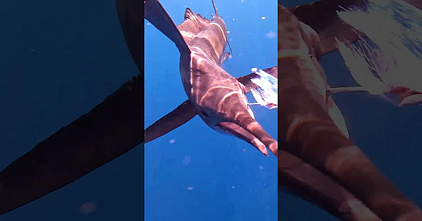 Angry Sailfish Nearly Spears Cameraman!!! #shorts #2close4comfort