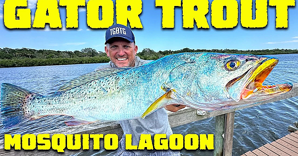 Gator Trout {catch Clean Cook} Mosquito Lagoon
