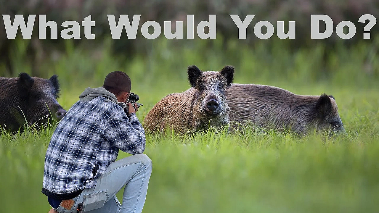 Wild Boar Archery And Rifle Hunt! 3 Wild Hogs 1 Wild Video {catch Clean Cook} Home Made Chimichurri