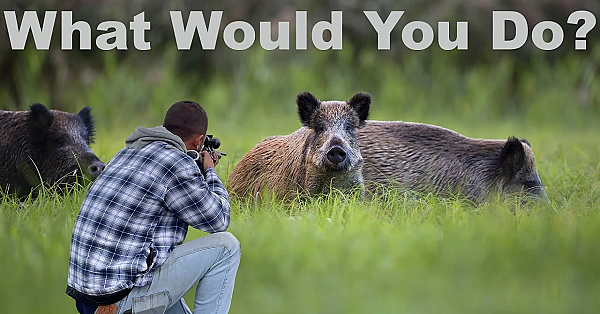 Wild Boar Archery And Rifle Hunt! 3 Wild Hogs 1 Wild Video {catch Clean Cook} Home Made Chimichurri