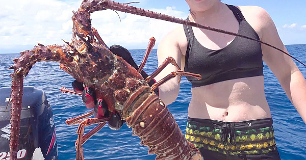 Lobster {catch Clean Cook} How To Cook Lobster Tail