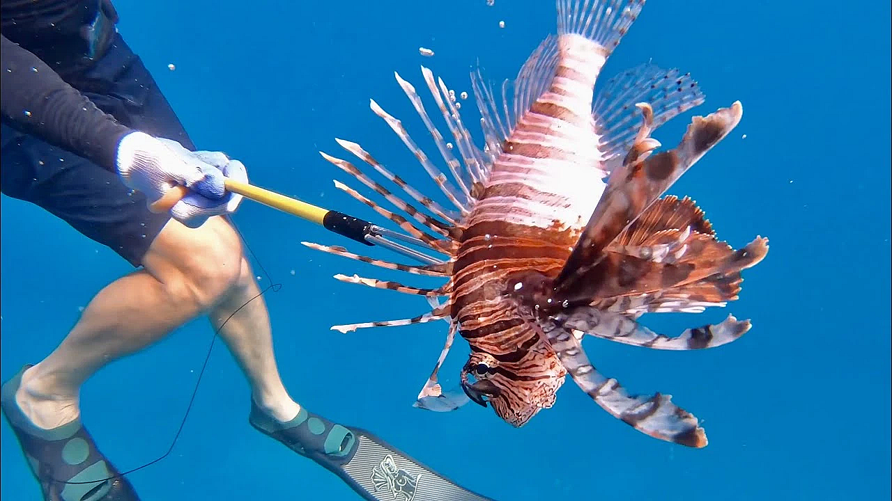 Massive Lionfish, Lobster And Triggerfish {catch Clean Cook} Free-dive Spearfishing