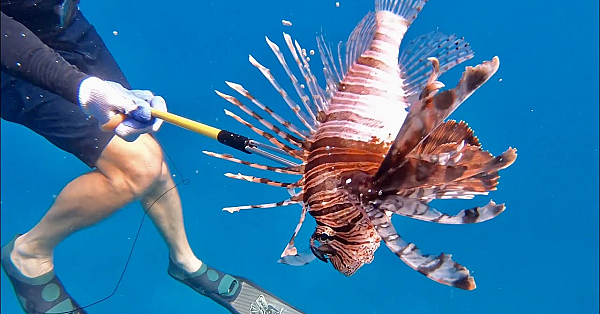 Massive Lionfish, Lobster And Triggerfish {catch Clean Cook} Free-dive Spearfishing