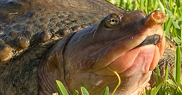 Softshell Snappin' Turtle {catch Clean Cook} Alligator Crushes A Turtle At Our Feet!!!!