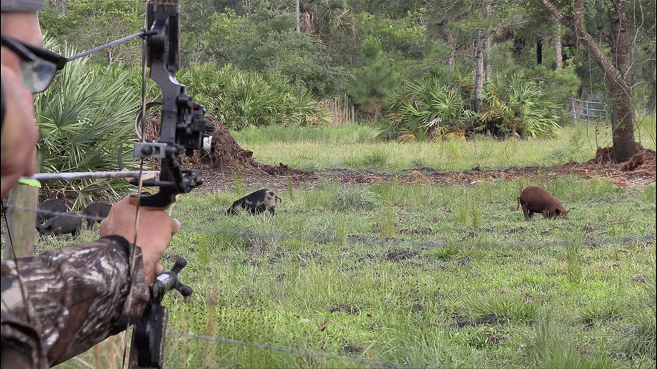 Wild Boar Spot N' Stalk With My 20 Year Old Bow!!! {catch Clean Cook} Baked German Pork With Apples