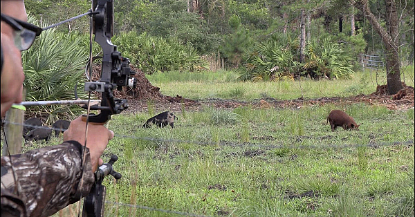 Wild Boar Spot N' Stalk With My 20 Year Old Bow!!! {catch Clean Cook} Baked German Pork With Apples