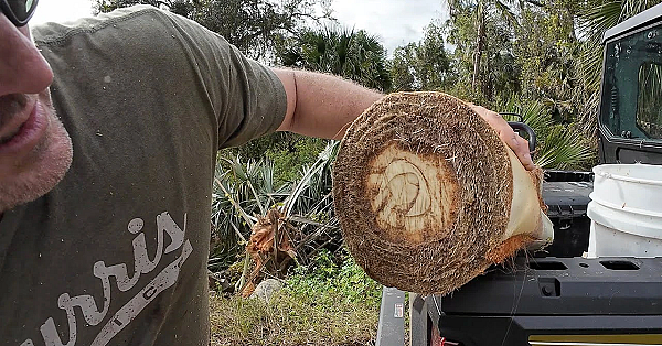 Swamp Cabbage! How To Eat The Inside Of A Palm Tree With Wild Pigeons!
