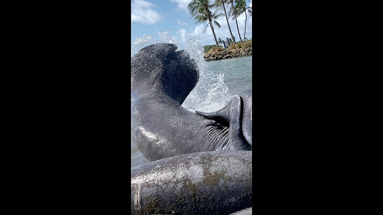 Manatees Mating In The Wild!!! 12 Males 1 Female!!! #shorts