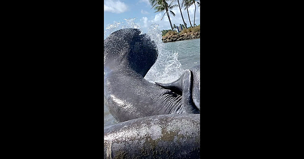 Manatees Mating In The Wild!!! 12 Males 1 Female!!! #shorts