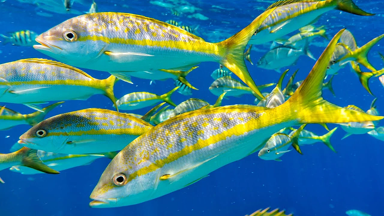 Tasty Tuesday Is Back!!! Pan Seared Yellowtail Snapper W/ Home Made Caesar Salad Dressing