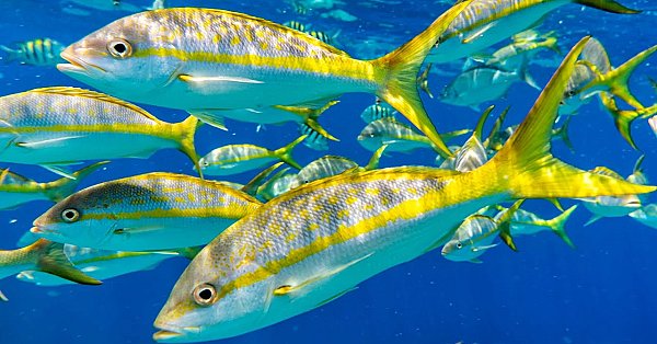 Tasty Tuesday Is Back!!! Pan Seared Yellowtail Snapper W/ Home Made Caesar Salad Dressing