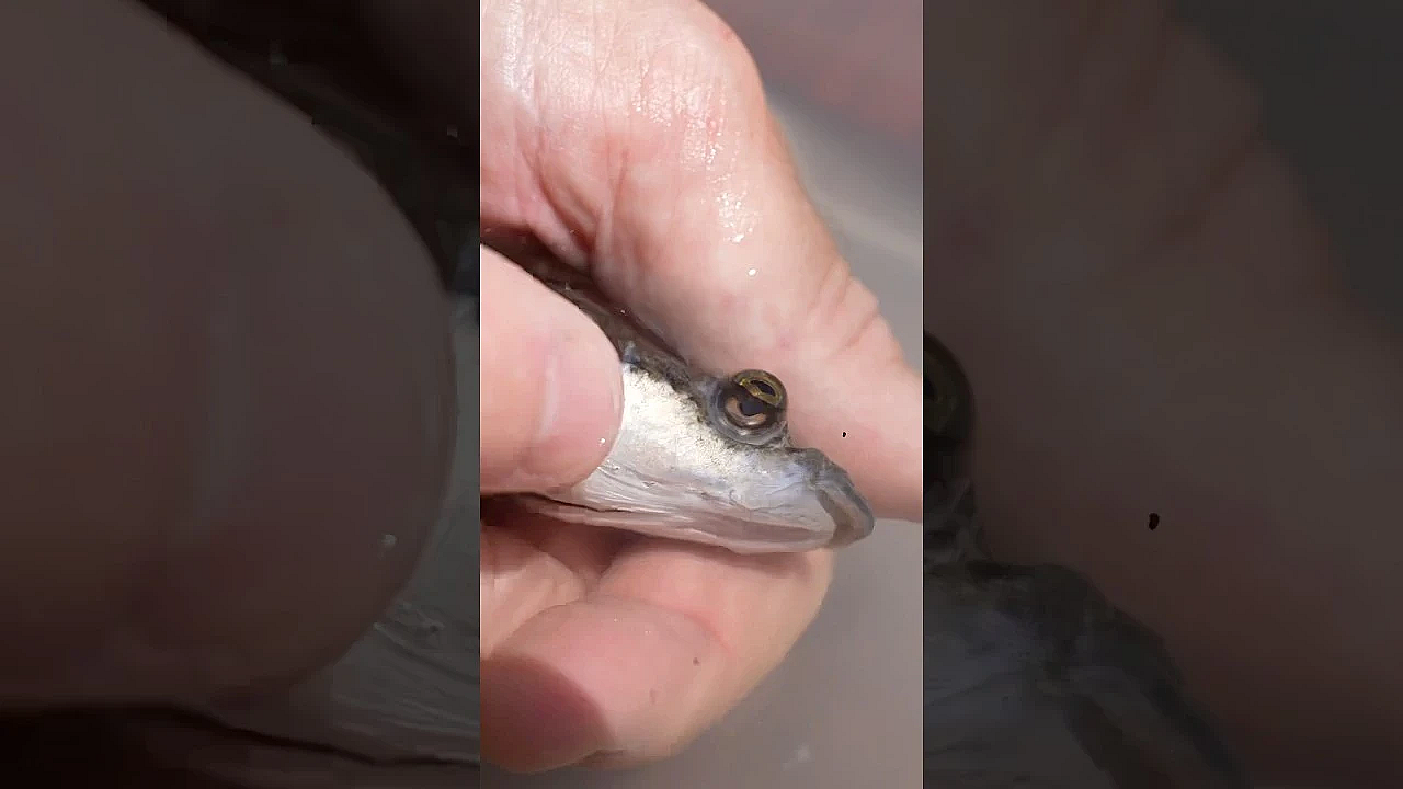 World’s Only 4 Eyed Fish! #shorts #viralvideo