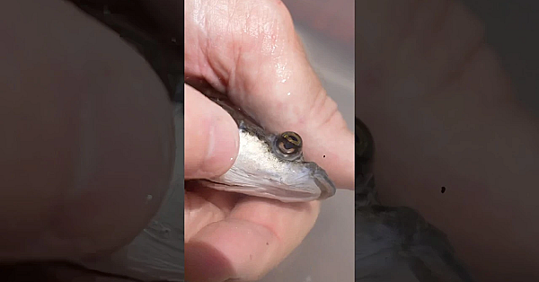 World’s Only 4 Eyed Fish! #shorts #viralvideo