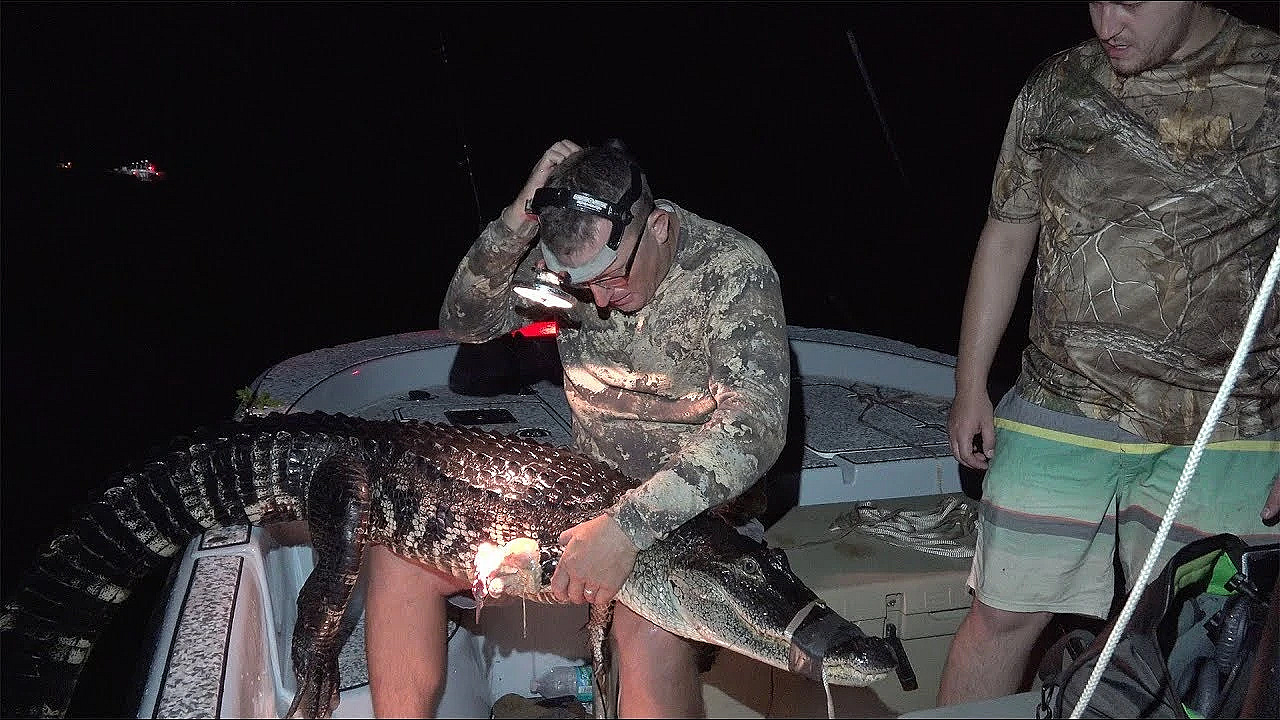 7ft Alligator Got Crushed By Massive Cannibal Gator!!! {deer Meat For Dinner}