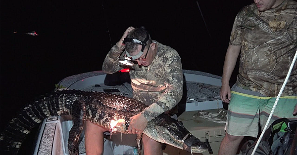 7ft Alligator Got Crushed By Massive Cannibal Gator!!! {deer Meat For Dinner}