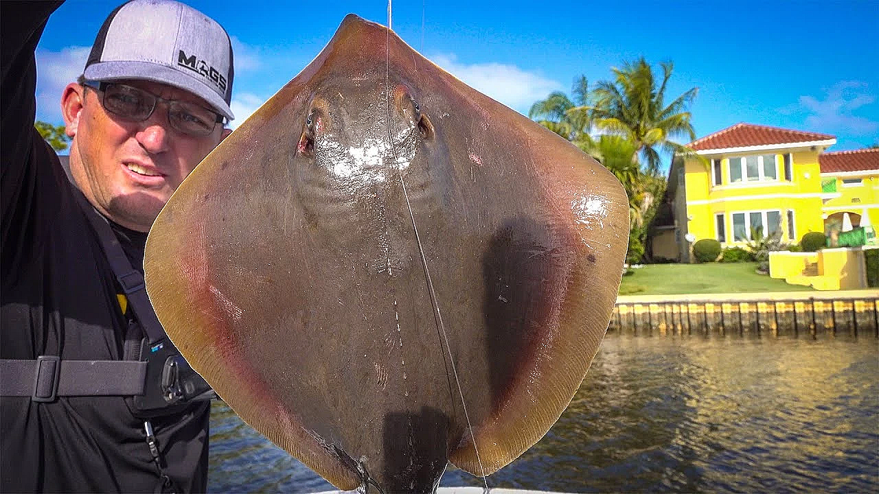 Stingray {catch Clean Cook} This Was Shocking!!!!