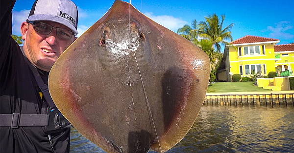 Stingray {catch Clean Cook} This Was Shocking!!!!