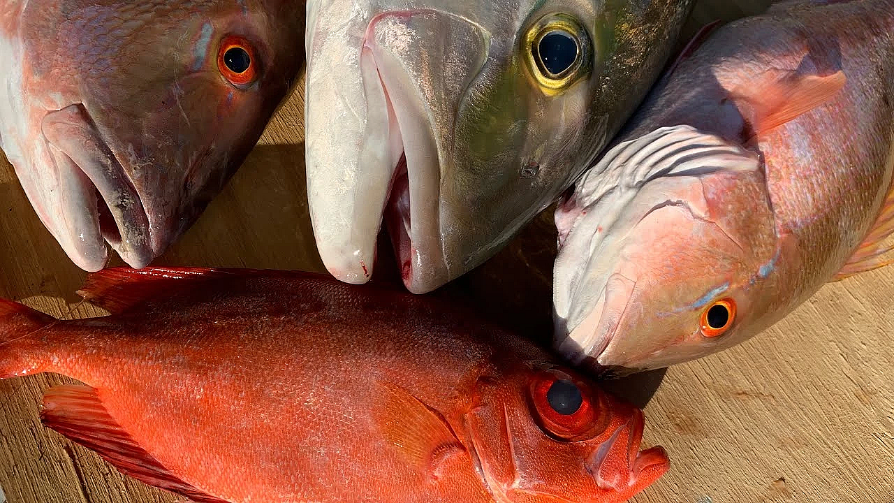 Amazing Deep Sea Fishing {catch Clean Cook} Sesame Seared Amberjack