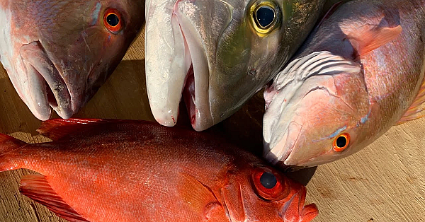 Amazing Deep Sea Fishing {catch Clean Cook} Sesame Seared Amberjack