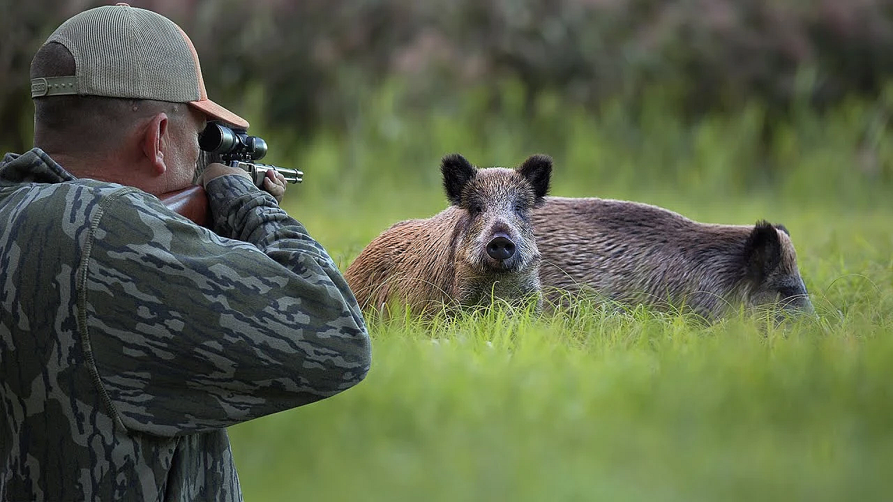 Hunting Wild Boar With A 22mag! {catch Clean Cook} Destructive Hogs Make Tasty Treats!!!