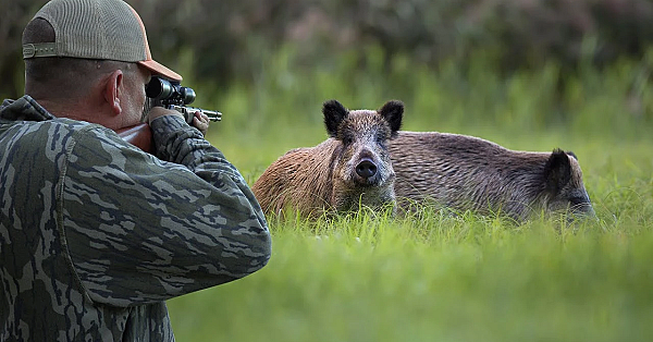 Hunting Wild Boar With A 22mag! {catch Clean Cook} Destructive Hogs Make Tasty Treats!!!