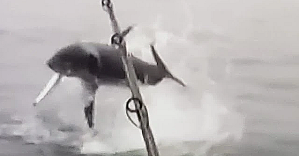 Massive Mako Airs Out On A Big Kingfish!!! Unbelievable Deep Sea Fishing!!!