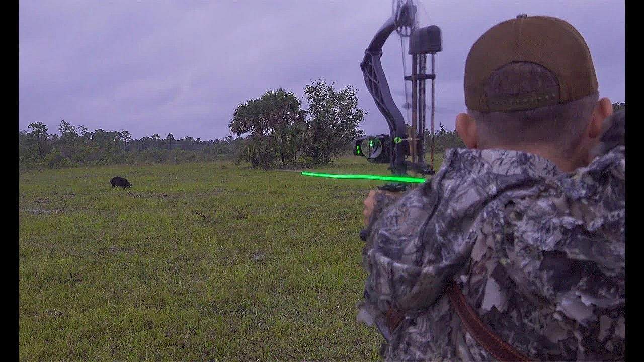 Wild Boar Spot N' Stalk With Burris Oracle {catch Clean Cook}