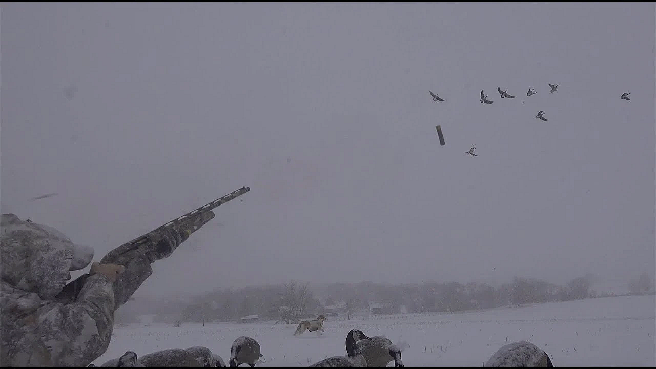 Canada Goose {catch Clean Cook} With Mr. David Wise