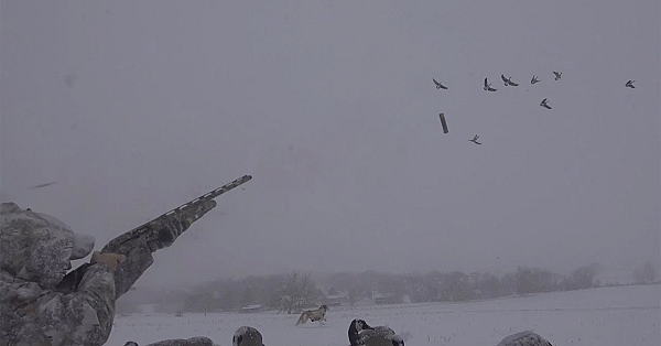 Canada Goose {catch Clean Cook} With Mr. David Wise