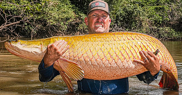 This Fish Has Super Human Strength! {rewa, Guyana} Massive Arapaima