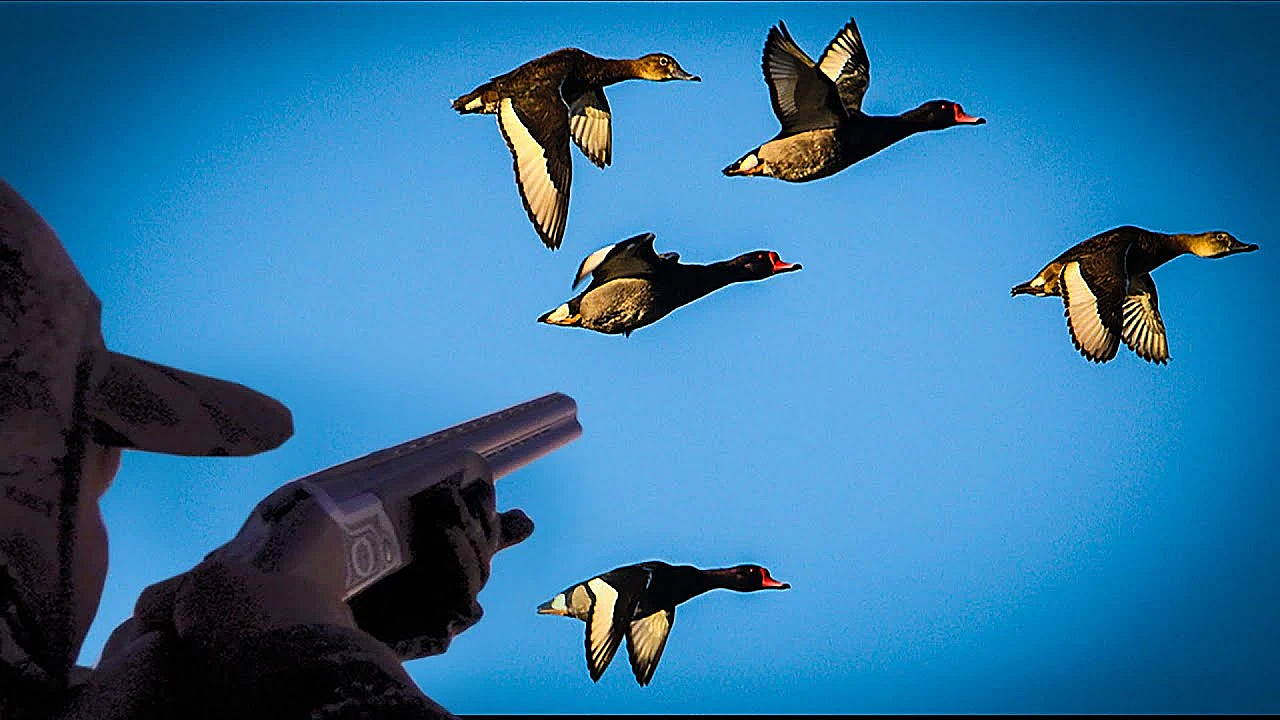 Ducks, Dove And Perdiz {catch Clean Cook} Argentina Mixed Bag, As Good As It Gets!!!