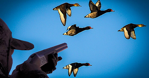 Ducks, Dove And Perdiz {catch Clean Cook} Argentina Mixed Bag, As Good As It Gets!!!