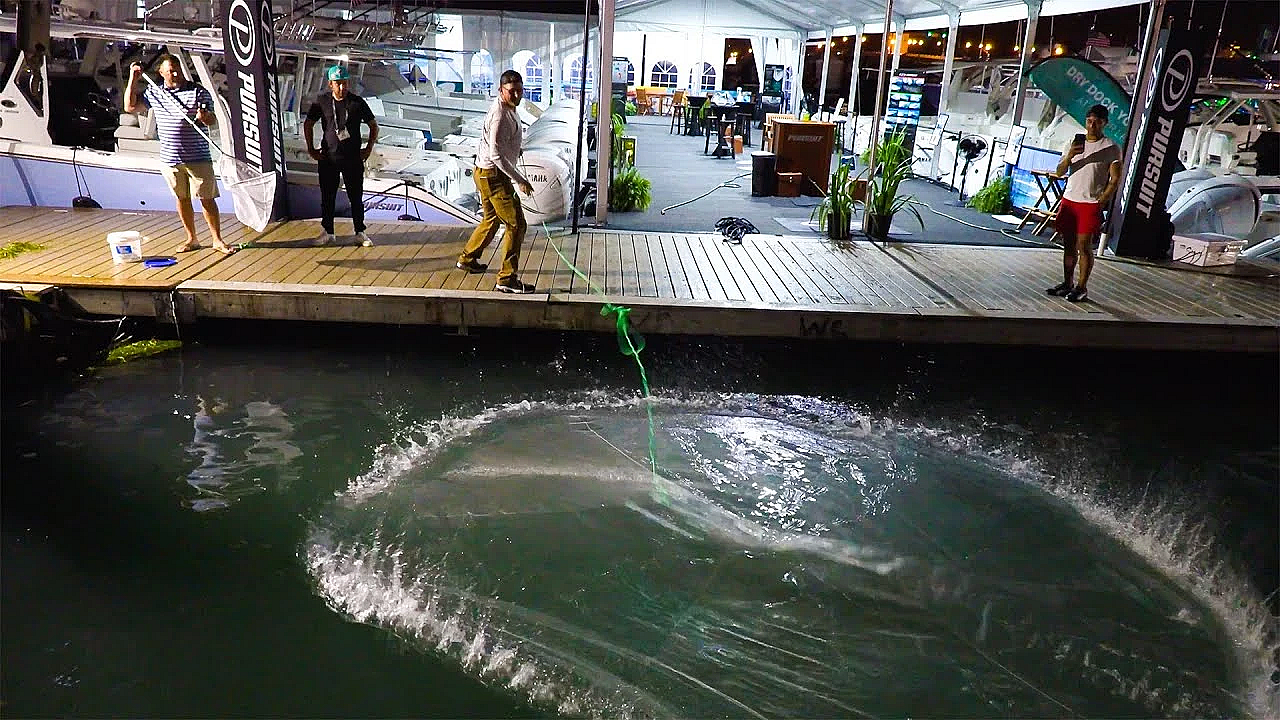 Catching Buckets Of Jumbo Shrimp At The Miami Boat Show {catch Clean Cook} On The Dock!