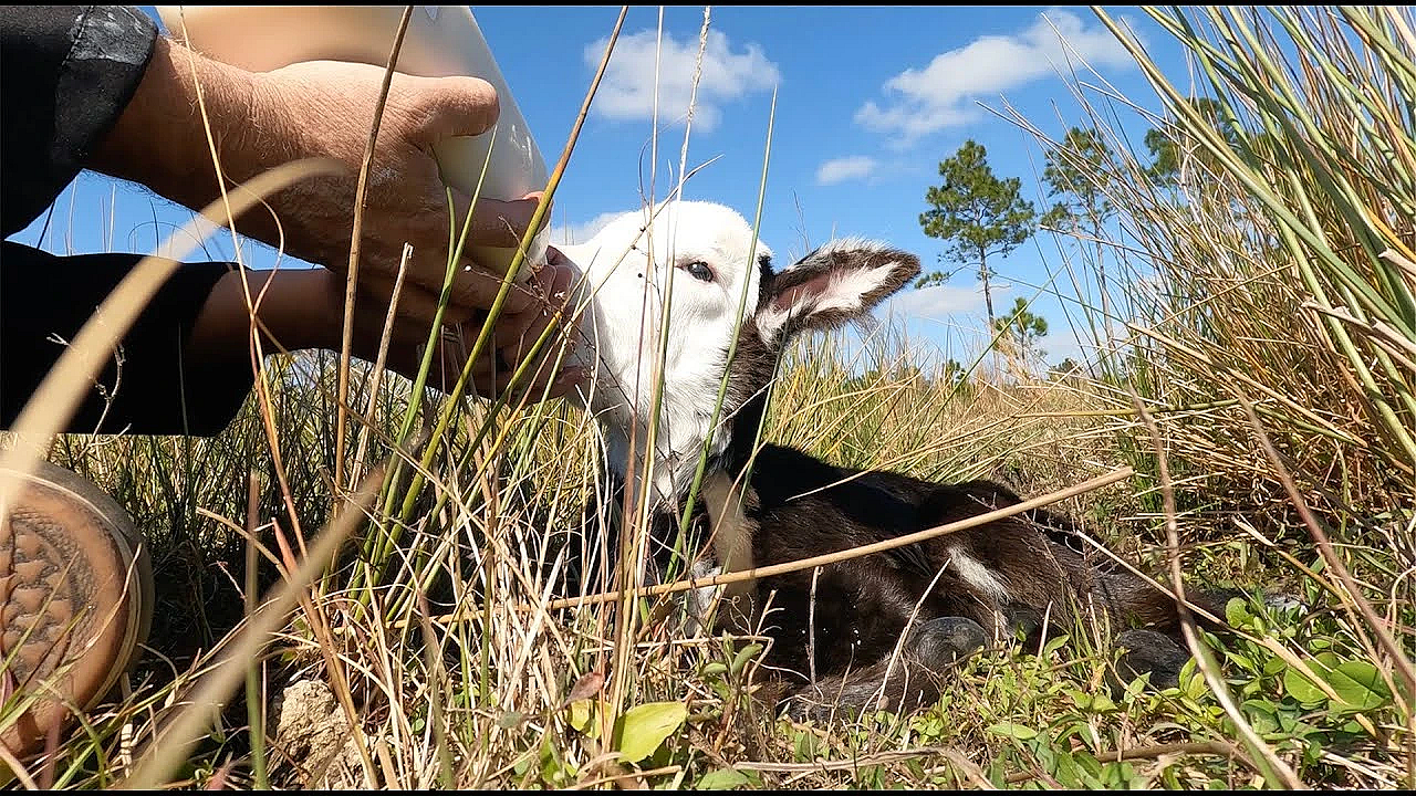 This Calf Was Starving To Death {lady Luck} We Found Her In The Woods!