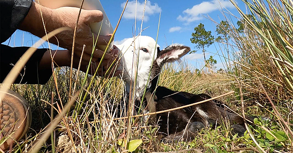 This Calf Was Starving To Death {lady Luck} We Found Her In The Woods!