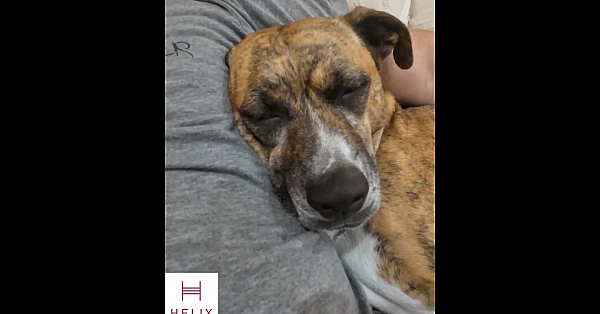 Helix Sleep - The Best Mattress Of 2026!